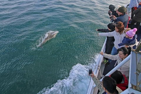 Phillip Island Whale Watching Tour - Local Tourism 4