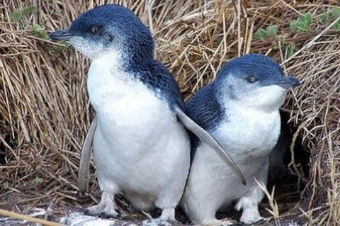 Day Tour Of Phillip Island Nature Parks & Penguins - Local Tourism 0