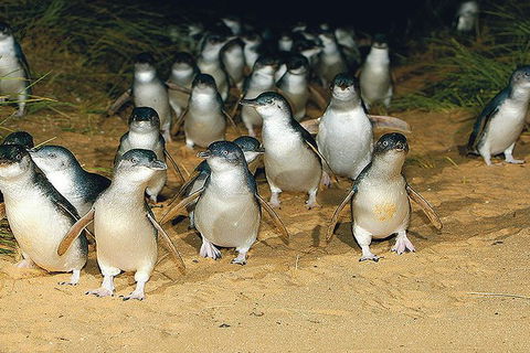 Day Tour Of Phillip Island Nature Parks & Penguins - Local Tourism 6