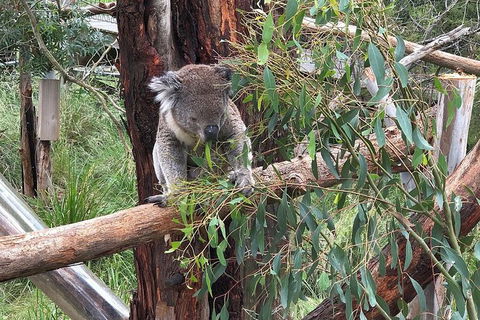 Day Tour Of Phillip Island Nature Parks & Penguins - Local Tourism 3