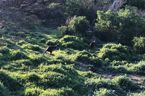 Day Tour Of Phillip Island Nature Parks & Penguins - Local Tourism 8