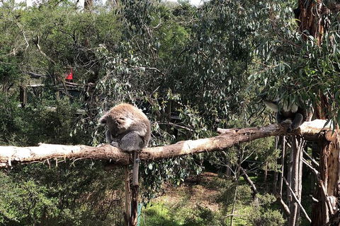 Day Tour Of Phillip Island Nature Parks & Penguins - Local Tourism 4