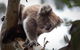 Phillip Island Nature Park Full-Day Tour From Melbourne - thumb 1