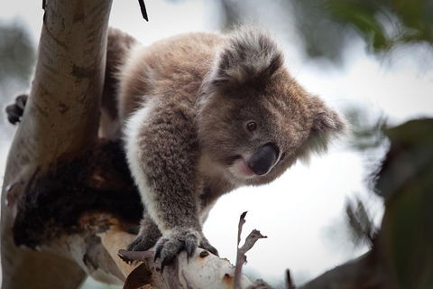Phillip Island Nature Park Full-Day Tour From Melbourne - Australia Shopping 3
