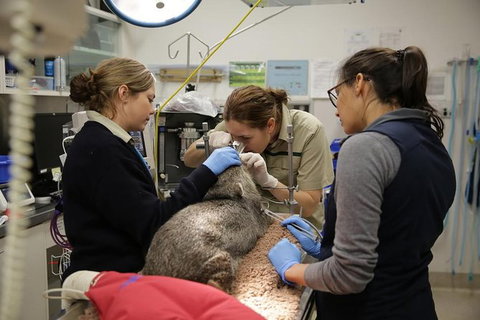 Healesville Sanctuary General Entry Ticket - Bed n Breakfasts 7