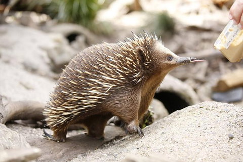 Healesville Sanctuary General Entry Ticket - Bed n Breakfasts 4