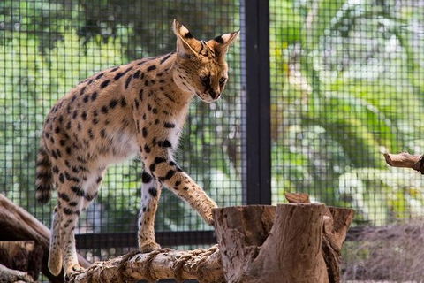 African Cat Encounter At Werribee Open Range Zoo - Local Tourism 0