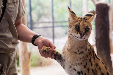 African Cat Encounter At Werribee Open Range Zoo - Local Tourism 3