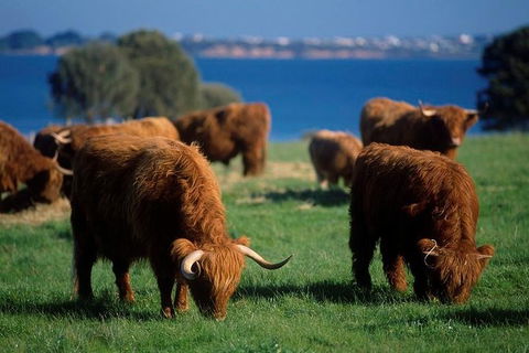 Phillip Island Churchill Island Heritage Farm: Entry Ticket - Local Tourism 1