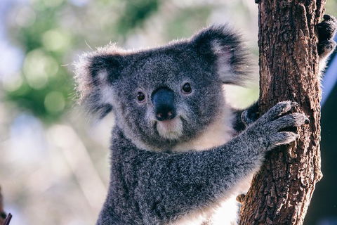 AUSTRALIAN NATIVE FOOD TOUR From Melbourne - Accommodation Australia 1