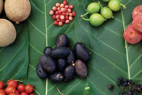 AUSTRALIAN NATIVE FOOD TOUR From Melbourne - Accommodation Australia 0