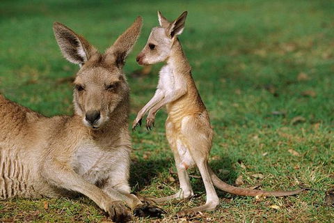 HEALESVILLE SANCTUARY ZOOBUS - MELBOURNE CITY RETURN - Local Tourism 0
