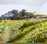 Phillip Island Wine Experience Tour - Local Tourism