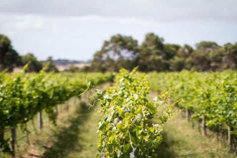 Phillip Island Wine Experience Tour - Local Tourism 0