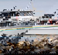 Phillip Island Seal-Watching Cruise - Local Tourism