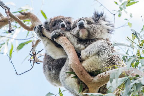 Great Ocean Road 2 Day Highlights Tour And Sunset 12 Apostles - Accommodation Australia 7