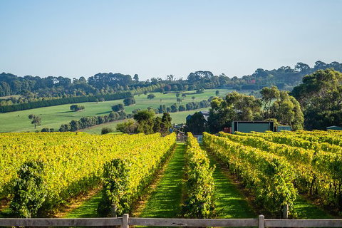 Private Wine Tours From Melbourne (price/group Not Per Person) - Accommodation Australia 14