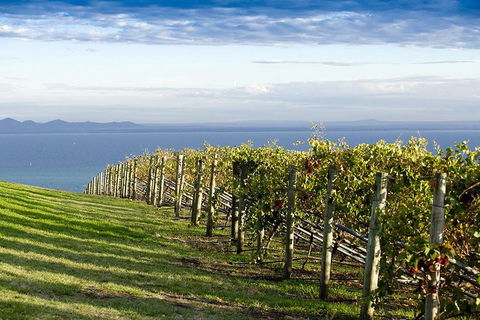 Around The Bay Food And Wine Taste Trail - Accommodation Australia 5