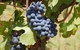 Wine Tasting Tour In The Yarra Valley - thumb 1