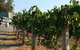 Wine Tasting Tour In The Yarra Valley - thumb 2