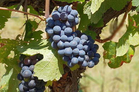 Wine Tasting Tour In The Yarra Valley - Accommodation Australia 7