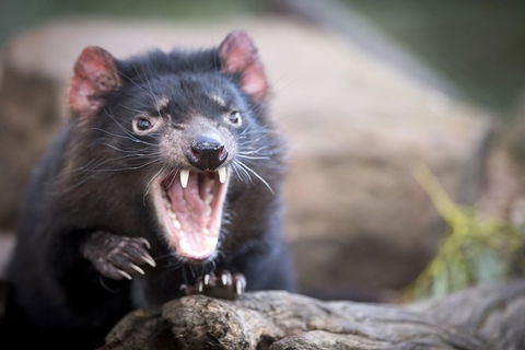 Port Arthur And Tassie Devils Active Day Tour From Hobart - Local Tourism 0