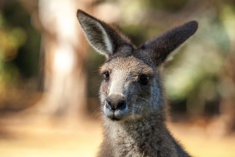 Port Arthur And Tassie Devils Active Day Tour From Hobart - Local Tourism 12