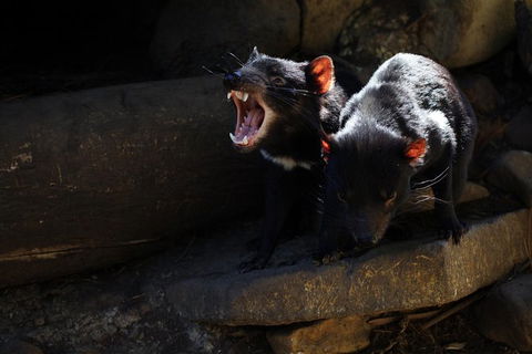 Port Arthur And Tassie Devils Active Day Tour From Hobart - Local Tourism 5