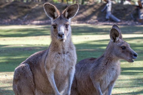 Port Arthur And Tassie Devils Active Day Tour From Hobart - Local Tourism 10