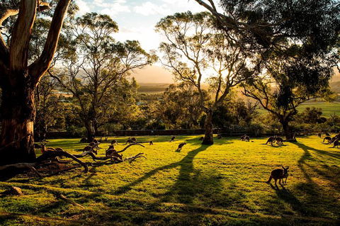 Shore Excursion: Five Of Hobart's Best In One Day - Local Tourism 1