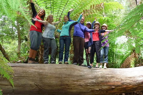 Mt Field National Park Active Day-Trip Including Bonorong And Mt Wellington - Local Tourism 4