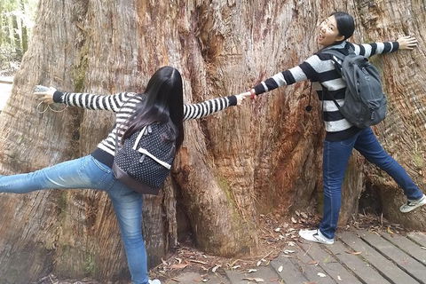 Mt Field National Park Active Day-Trip Including Bonorong And Mt Wellington - Local Tourism 8