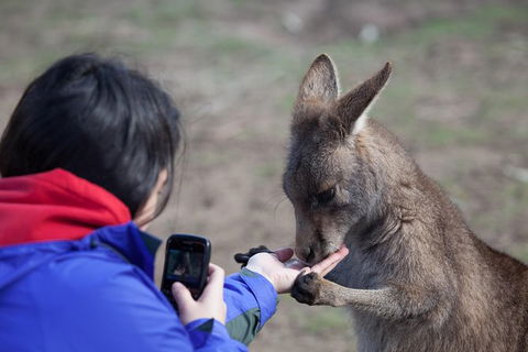 Mt Field National Park Active Day-Trip Including Bonorong And Mt Wellington - Local Tourism 14