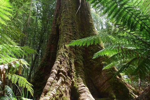 Mt Field National Park Active Day-Trip Including Bonorong And Mt Wellington - Local Tourism 11