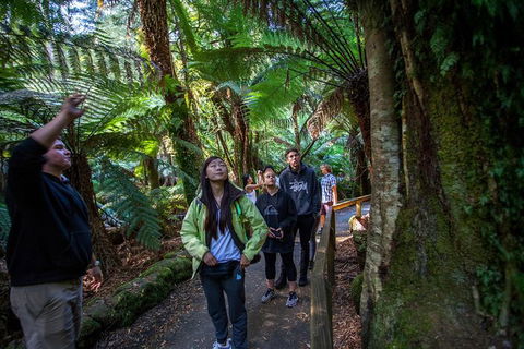 Mt Field National Park Active Day-Trip Including Bonorong And Mt Wellington - Local Tourism 5