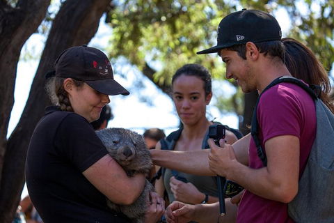Mt Field National Park Active Day-Trip Including Bonorong And Mt Wellington - Local Tourism 13