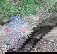 South East Food Sightseeing Private Tour with the Tasmanian Devil Unzoo - Local Tourism