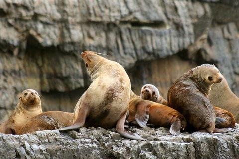 Day Trip To Tasman Peninsula And Port Arthur Historic Site From Hobart - Accommodation Australia 14