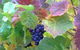 Wine At The Weekend Tour From Hobart - thumb 0