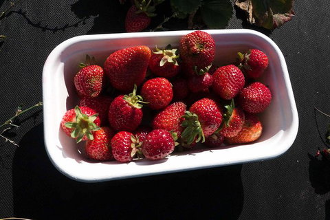 Agrarian Kitchen Eatery And Derwent Valley Gourmet Food Tour - Australia Shopping 8