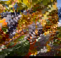 Half Day Tamar Valley Wine Tour - Accommodation Australia