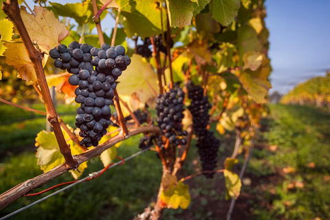 Half Day Tamar Valley Wine Tour - Local Tourism 2