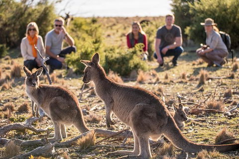8-Day Tasman Wildlife And Wilderness Encounter Including Accommodation - Accommodation Australia 0