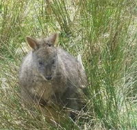 Leven Canyon Day Trip Including Wings Wildlife Park or Gunns Plains Caves from Devonport Ulverstone or Burnie - Local Tourism