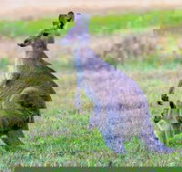 Bonorong Wildlife Park Richmond Village Hobart Highlights - Accommodation Australia