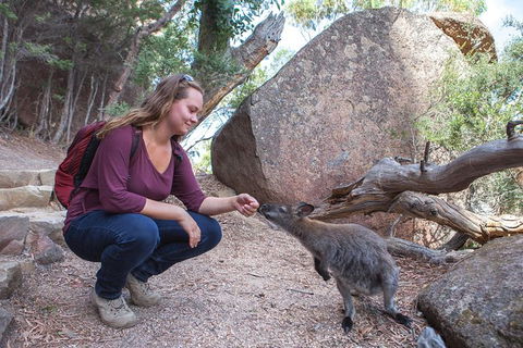 Active Day Tour One-Way From Hobart To Launceston With Wineglass Bay - Accommodation Australia 9