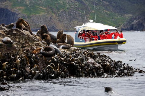 3-Hour Bruny Island Cruise From Adventure Bay - Accommodation Australia 2