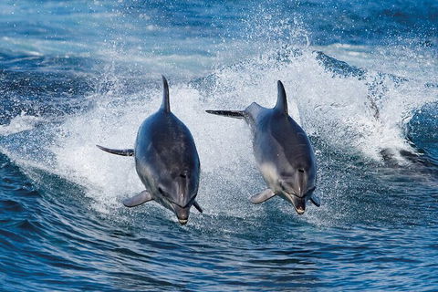 3-Hour Bruny Island Cruise From Adventure Bay - Accommodation Australia 3