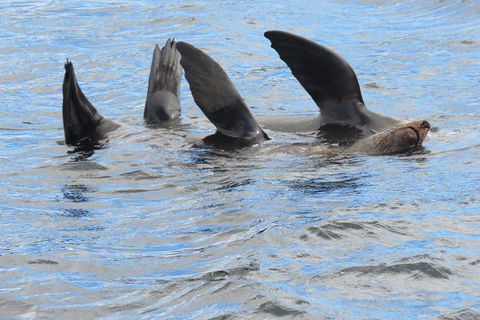 Twilight Sail Bruny Island - Local Tourism 7