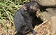 Small-Group Tour From Hobart: Mt Wellington, Bonorong Wildlife Park And Richmond - thumb 7